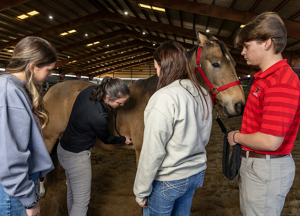 Students being taught about horses.