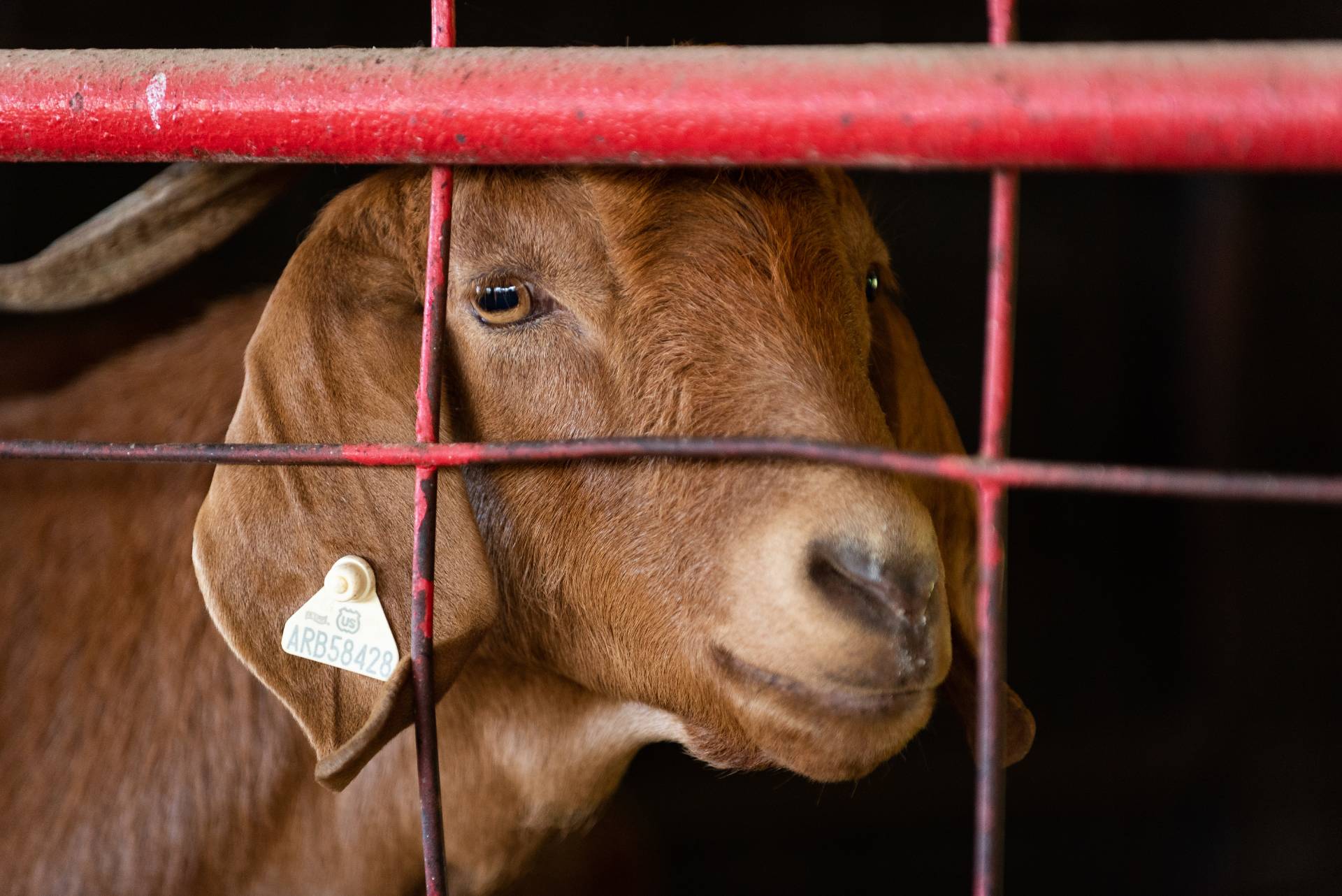 A goat on the A-State farm complex looking through the gate.