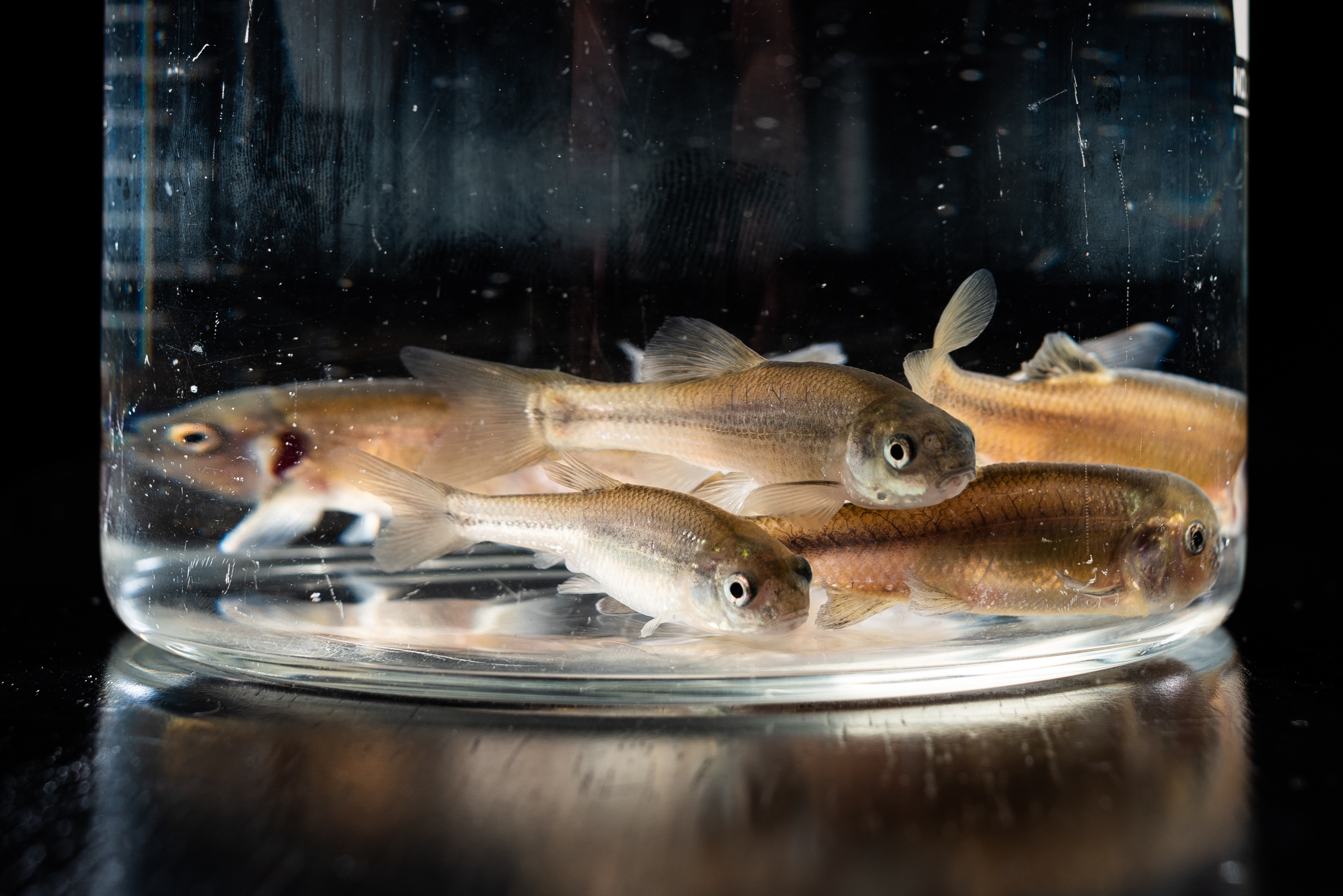 A close-up of a container of fish used in ecotoxicology research on campus.