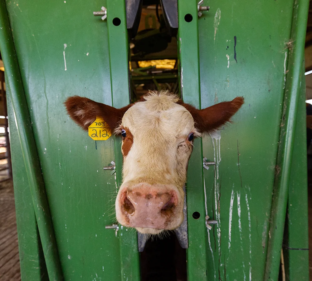 A cow sticking it's head through a fence.