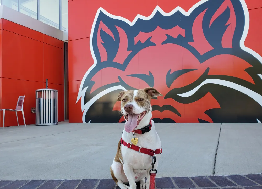 A service dog standing by a redwolf logo on the wall of the welcome center.