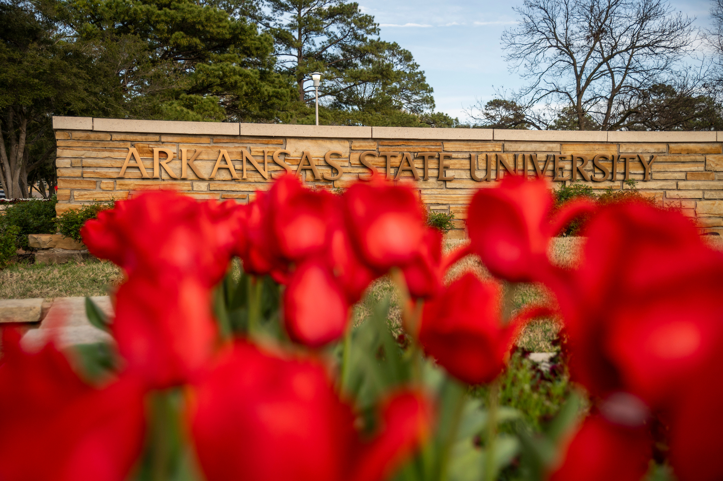 Red tulips bloom in front of the Arkansas State University campus sign during spring.
