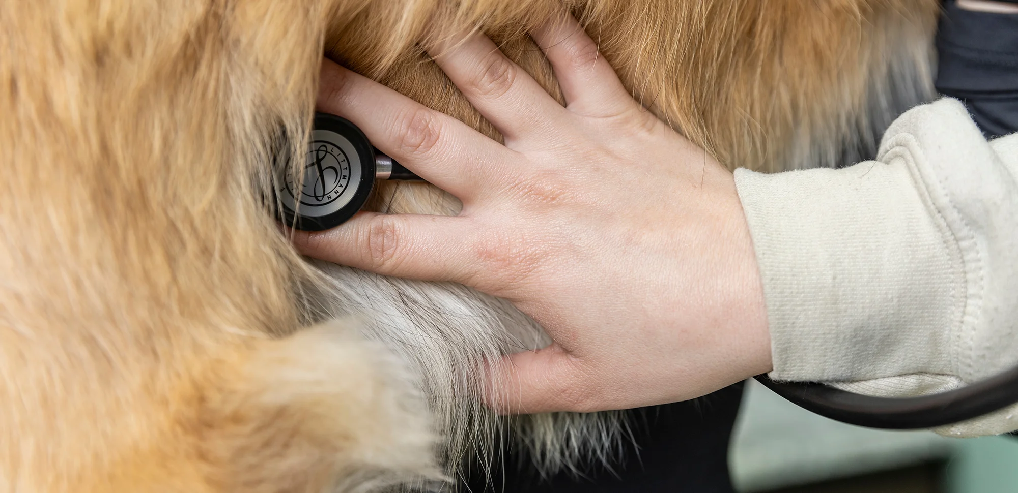 A vet student checking a dog's heartbeat.
