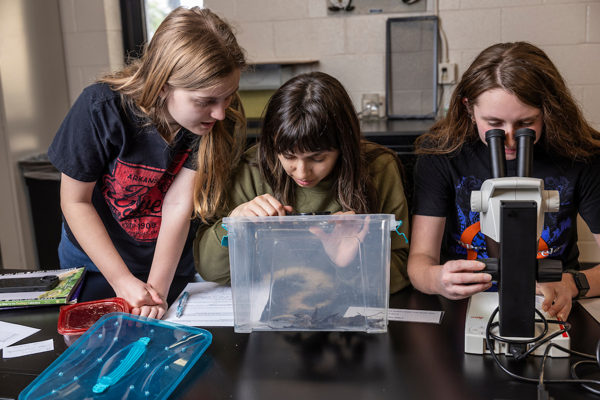 Three A-State students study animal specimens in a plastic bin and under a microscope during a biology lab session.