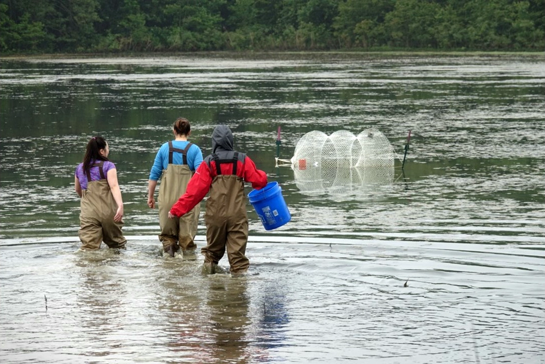 Students wading in a river while doing research.