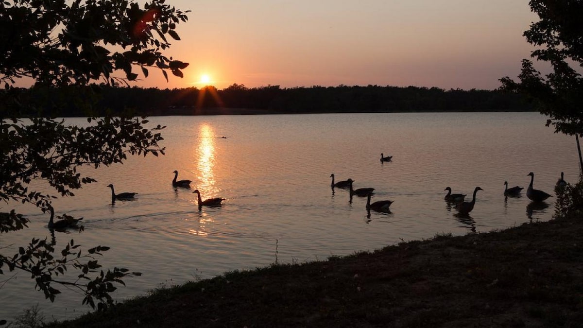 Geese swim across a lake in Craighead Forest during a peaceful sunset.
