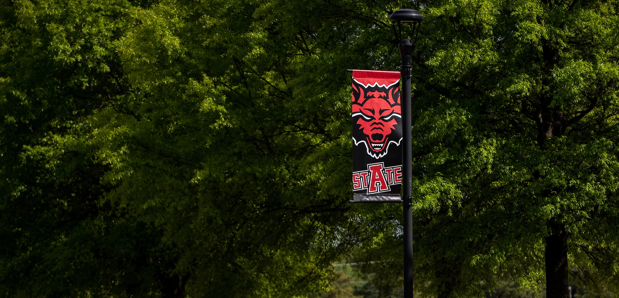 A-State themed feather flag mounted on a pole in front of a background of lush green tree foliage