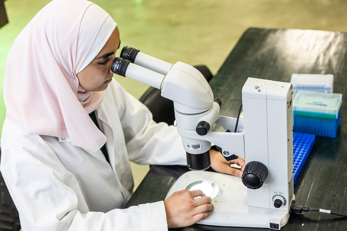 A-State student researcher in a lab coat uses a microscope during a science experiment.