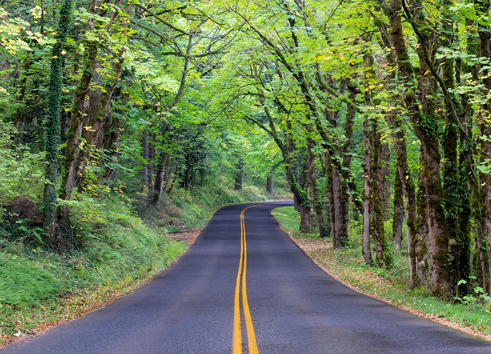 a road with a bend in the distance, surrounded by lush green trees on either side