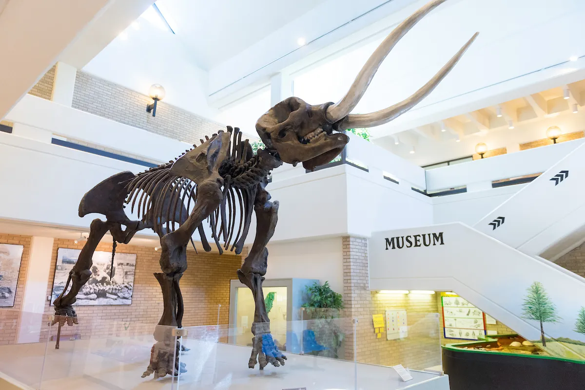The Mastadon skeleton at the A-State Museum