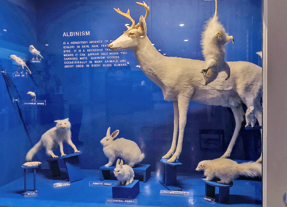 a glass case with preserved Albino animals inside