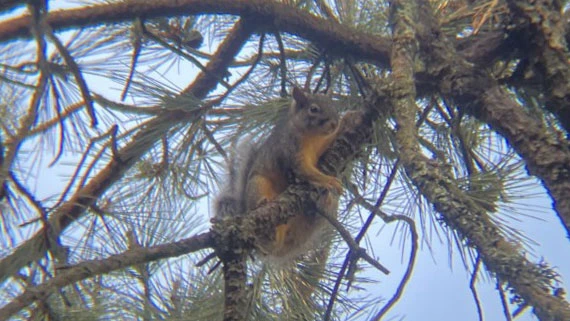 Sciurus oculatus&nbsp;(the Peters's Squirrel)