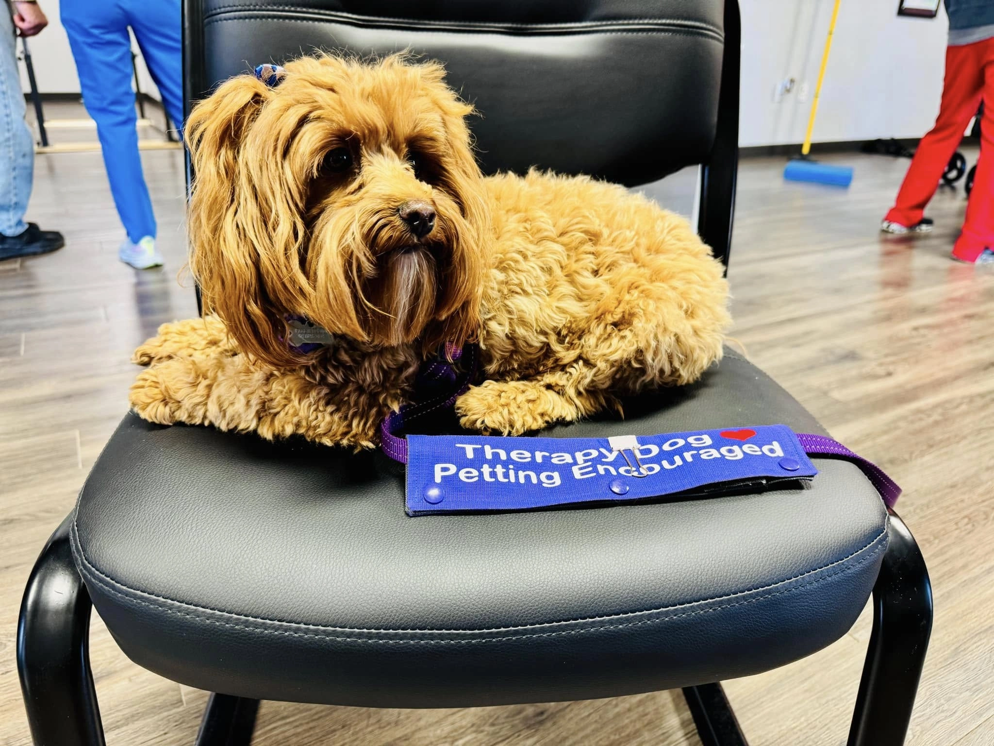 a-state occupational therapy dog with leash that says petting encouraged.