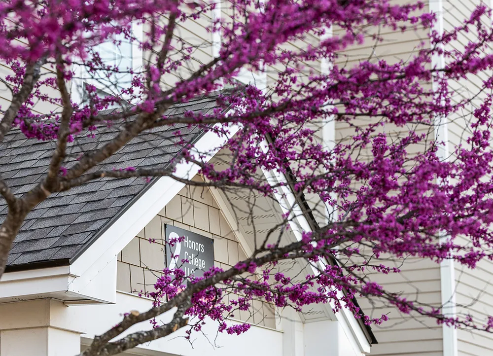flowering redbud tree in front of Honors dorm